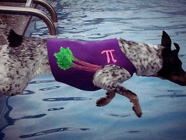 Doggiewetsuit