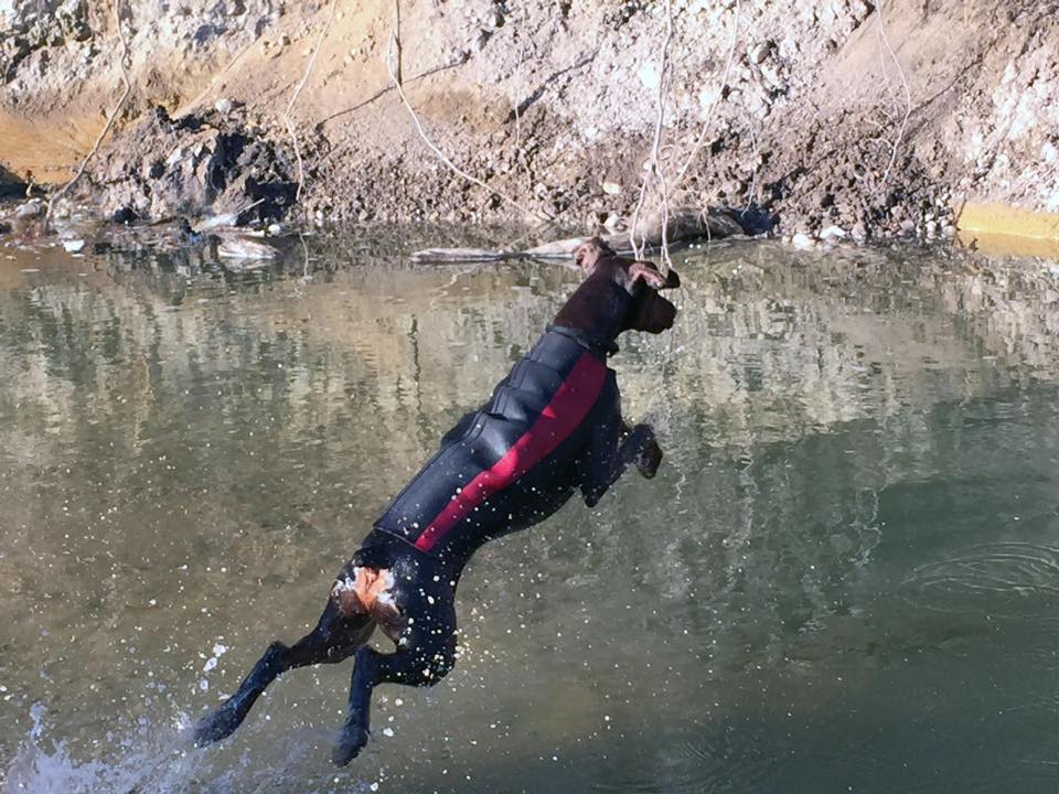 Doggiewetsuit