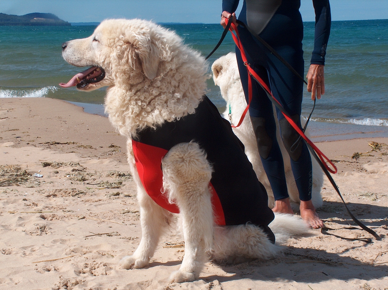 Doggiewetsuit