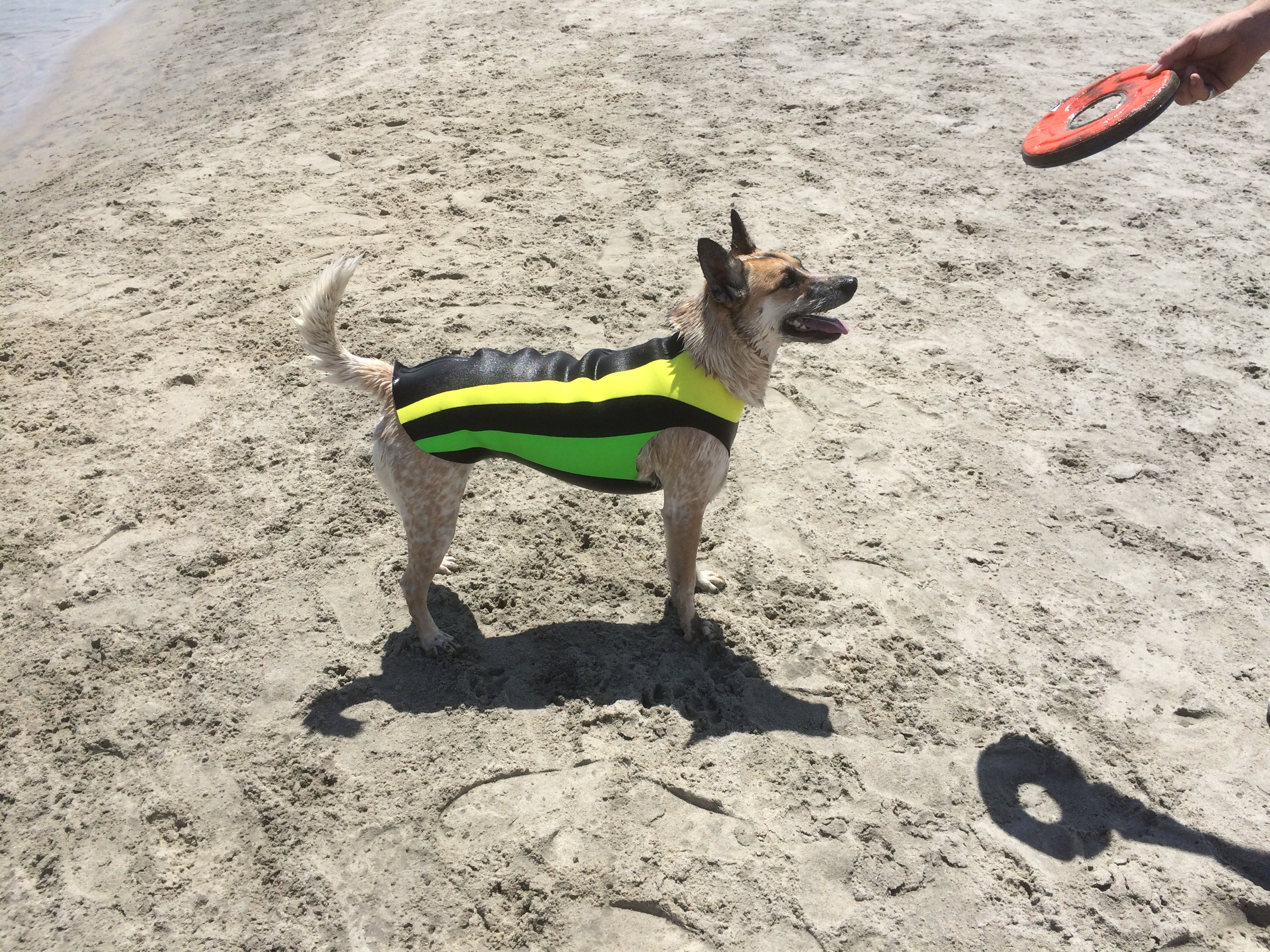 Doggiewetsuit