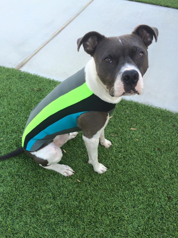 Doggiewetsuit
