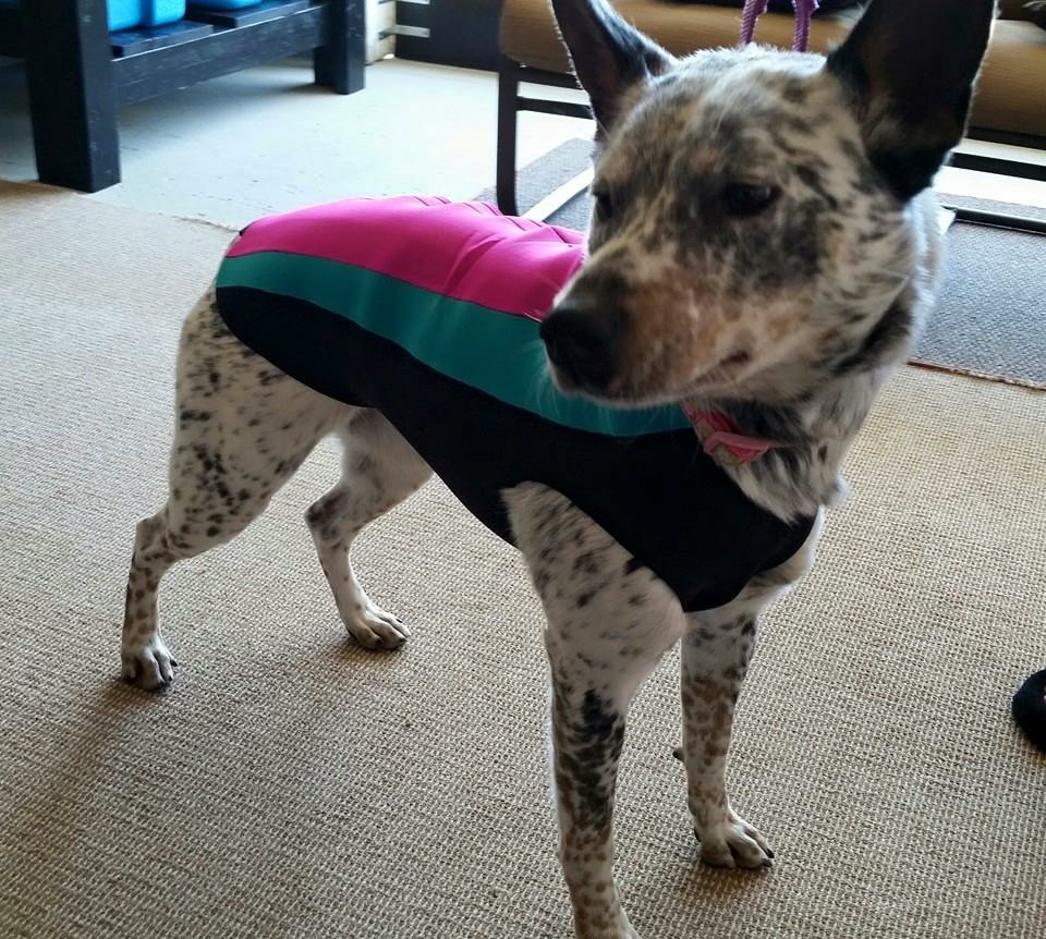 Doggiewetsuit