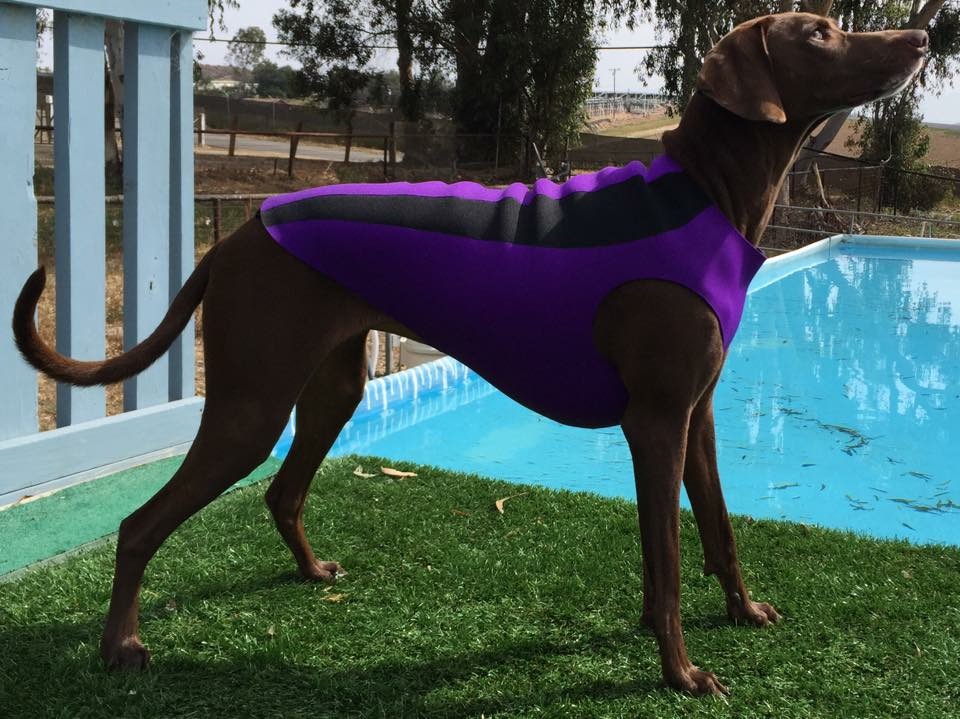Doggiewetsuit