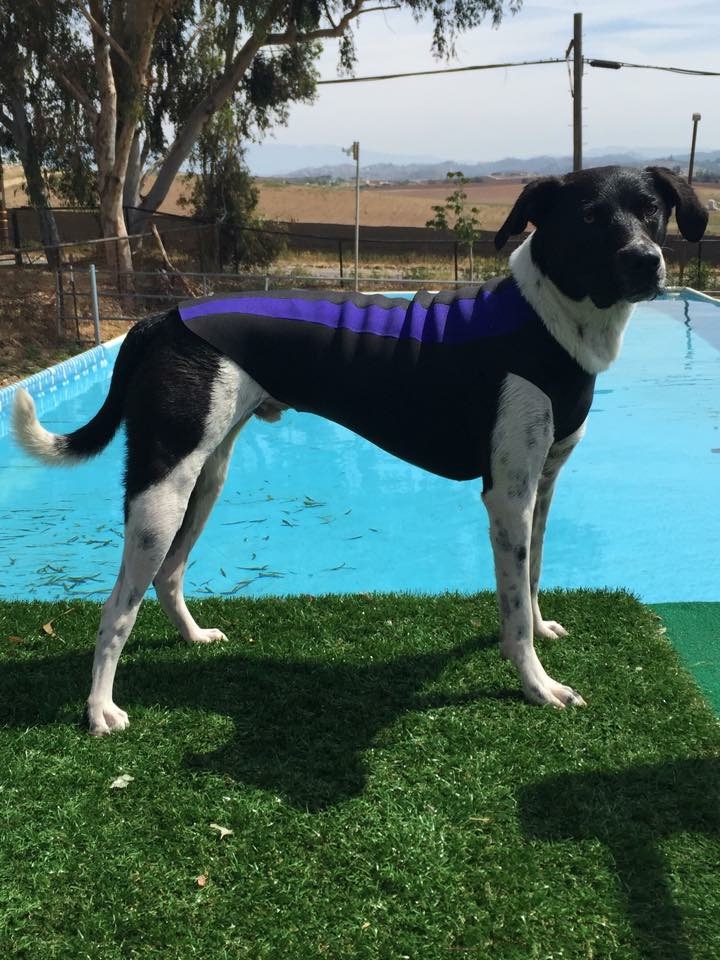 Doggiewetsuit