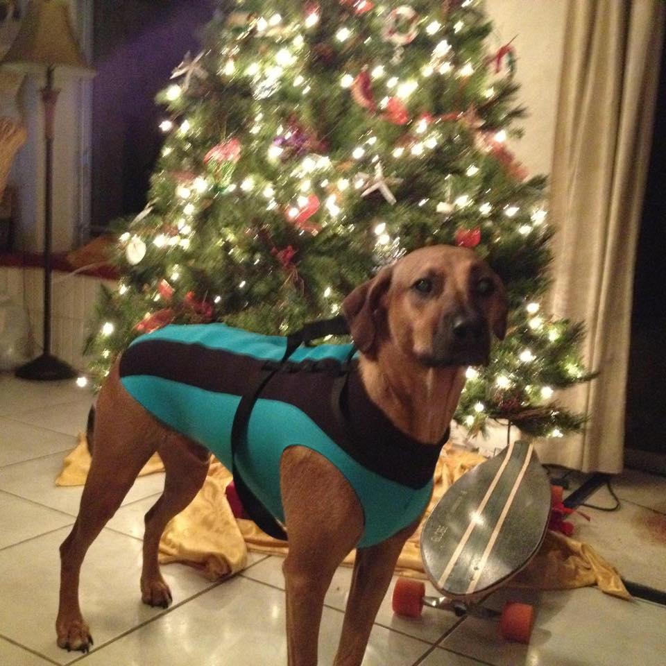 Doggiewetsuit