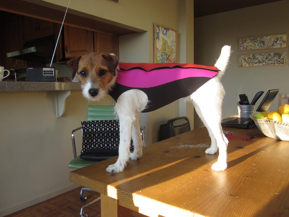 Doggiewetsuit
